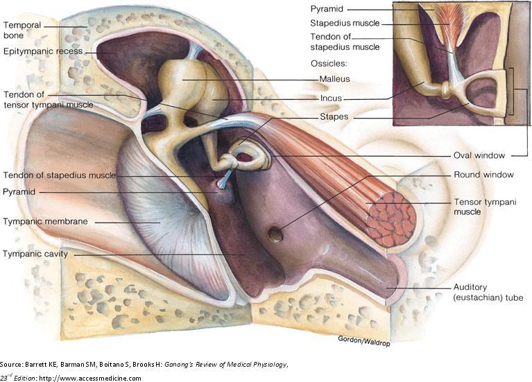 Middle ear air filled cavity cavum thympani Ear drum Eustachian-tube (tuba auditiva) Connects from the chamber of the middle ear to the back of the nasopharynx