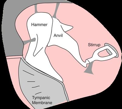Ear bones ossicles malleus, incus, stapes: they are suspended by ligaments in such a way that the combined malleus and incus act as a single lever.