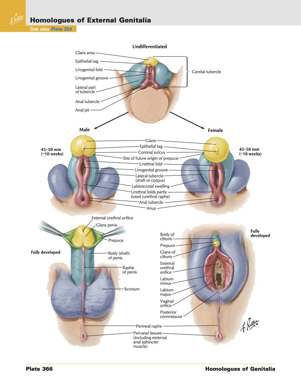 EMBRYOLOGY The vaginal lips are a vaginal folder from the urogenital sein.