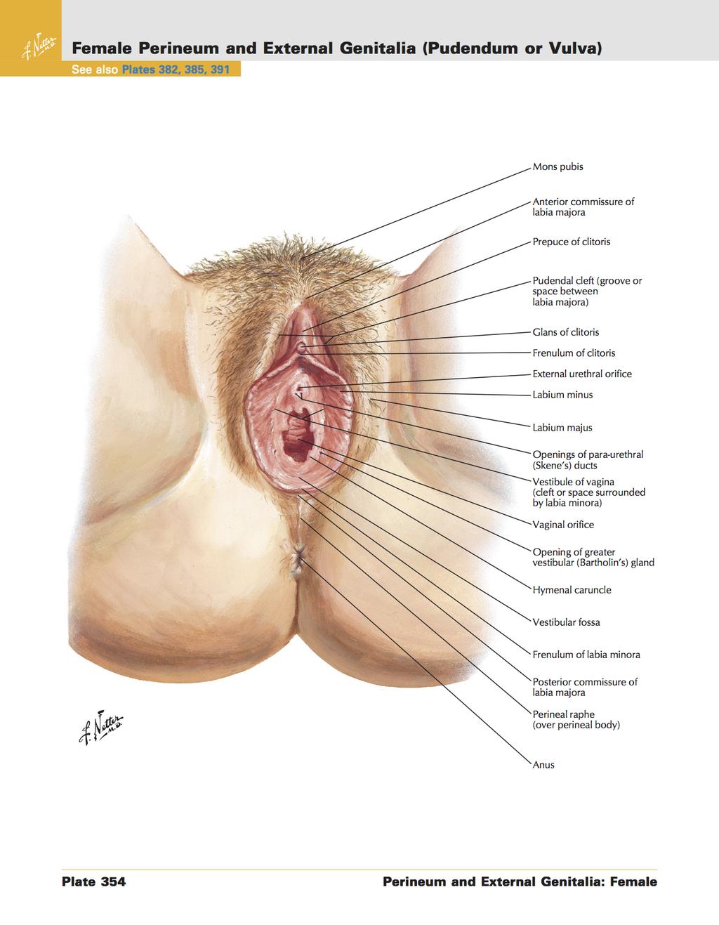 ANATOMY 2/7 Female Perineum and External Genitalia