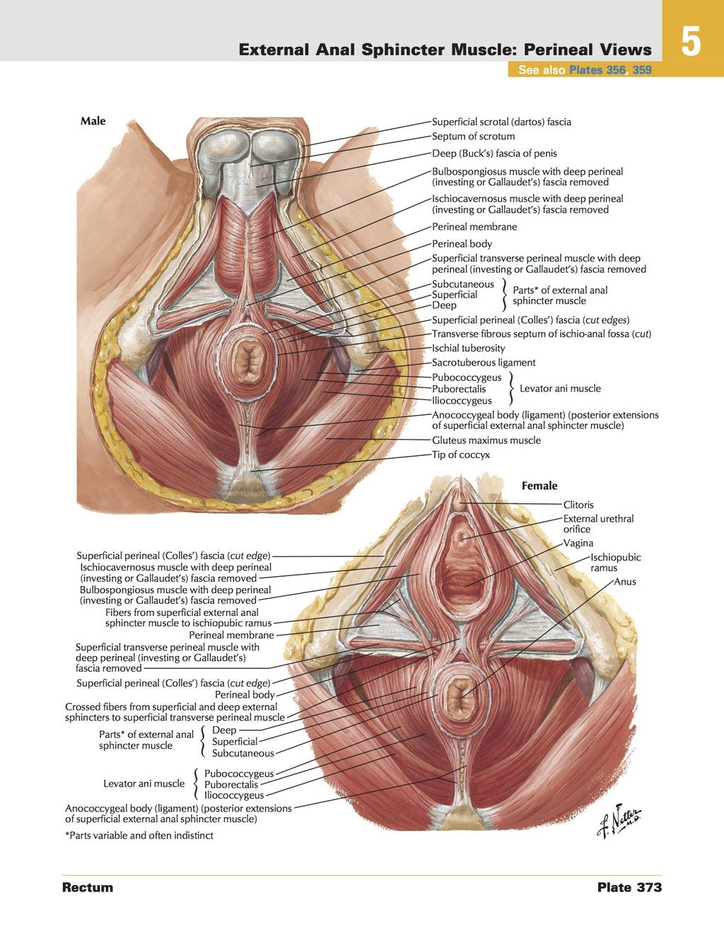 ANATOMY 4/7 External Anal Sphincter Muscle: Perineal