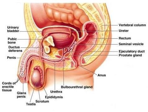 What is the prostate? The prostate is an accessory organ of the male reproductive system.