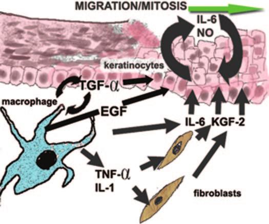 IL-1 stimulates macrophages and fibroblasts to express more of their own chemoattractant cytokines and growth factors.