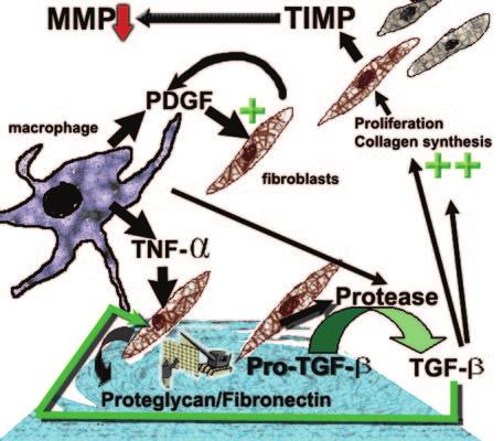 Fibroblasts elaborate IL-6, G-CSF, and GM-CSF to further enhance macrophage and fibroblast chemoattraction. Fibroblasts release IFN-, which causes monocytes to transform into macrophages.