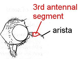 11 Arista shorter than third antennal segment; anal vein long, continued to wing-margin.