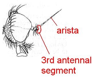 15 Antennae with a short kidney-shaped third segment, bearing a very long, apparently dorsal, arista.