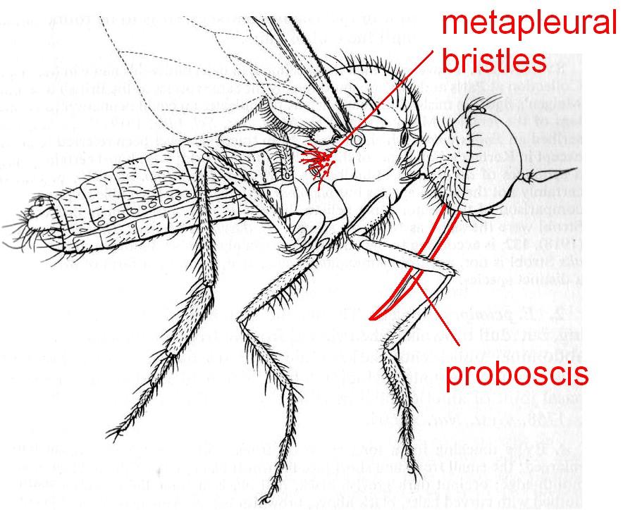 7 Proboscis long, often very long, directed downwards,
