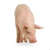 The Domestic Pig: Sus scrofa Kingdom: Animalia Phylum: Chordata