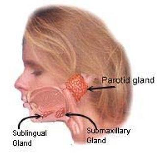 Salivary Glands Parotid Gland Parotid duct Masseter muscle External maxillary vein Facial nerves Submaxillary Gland/Submandibular Gland Beneath/ventral to parotid