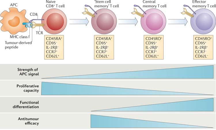 Improving Adoptive Cell Therapy by Using Central Memory or Stem