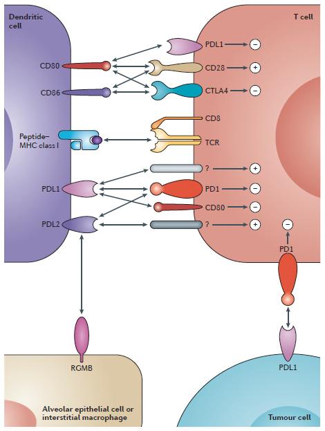 PD-1/PD-L1 signalling pathway The immunologists view Universitätsklinik für