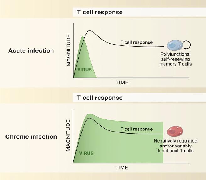 T cell exhaustion in viral infections non-cytopathic virus (LCMV, HBV, HIV) persist in the host in the presence of T cells cytotoxic T cells