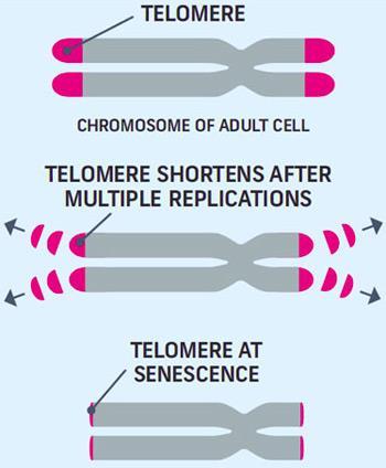 Telomeres Telomeres are the cap at the end of chromosomes that keep strands of DNA from being damaged Every time a cell divides, the telomeres get shorter