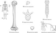 Classification of Bones Long: Humerus, ulna and radius, femur, and tibia and fibula Short: Tarsals and carpals Irregular: Vertebrae Flat: Sternum, scapula, ribcage, pelvis, and skull Sesamoid:
