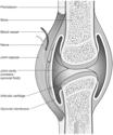 Synovial Joint Structures Synovial Joints Bursae: Saclike flattened structure with an interior lining of synovial membrane containing synovial fluid - Usually found between ligaments and joint