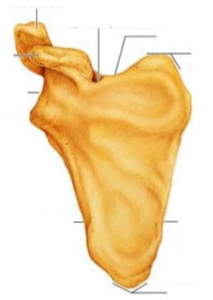 Right Scapula anterior aspect acromion Suprascapular notch Coracoid process