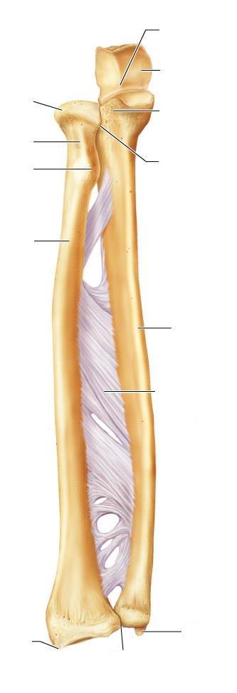 Trochlear Notch head neck Radial tuberosity Olecranon Process Coronoid Process Proximal Radioulnar joint