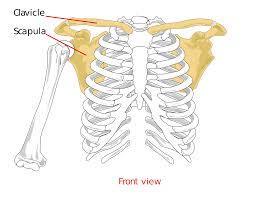 Pectoral Girdle (the shoulder) Allows free movement of upper limb few ligaments = loose attachment = large range