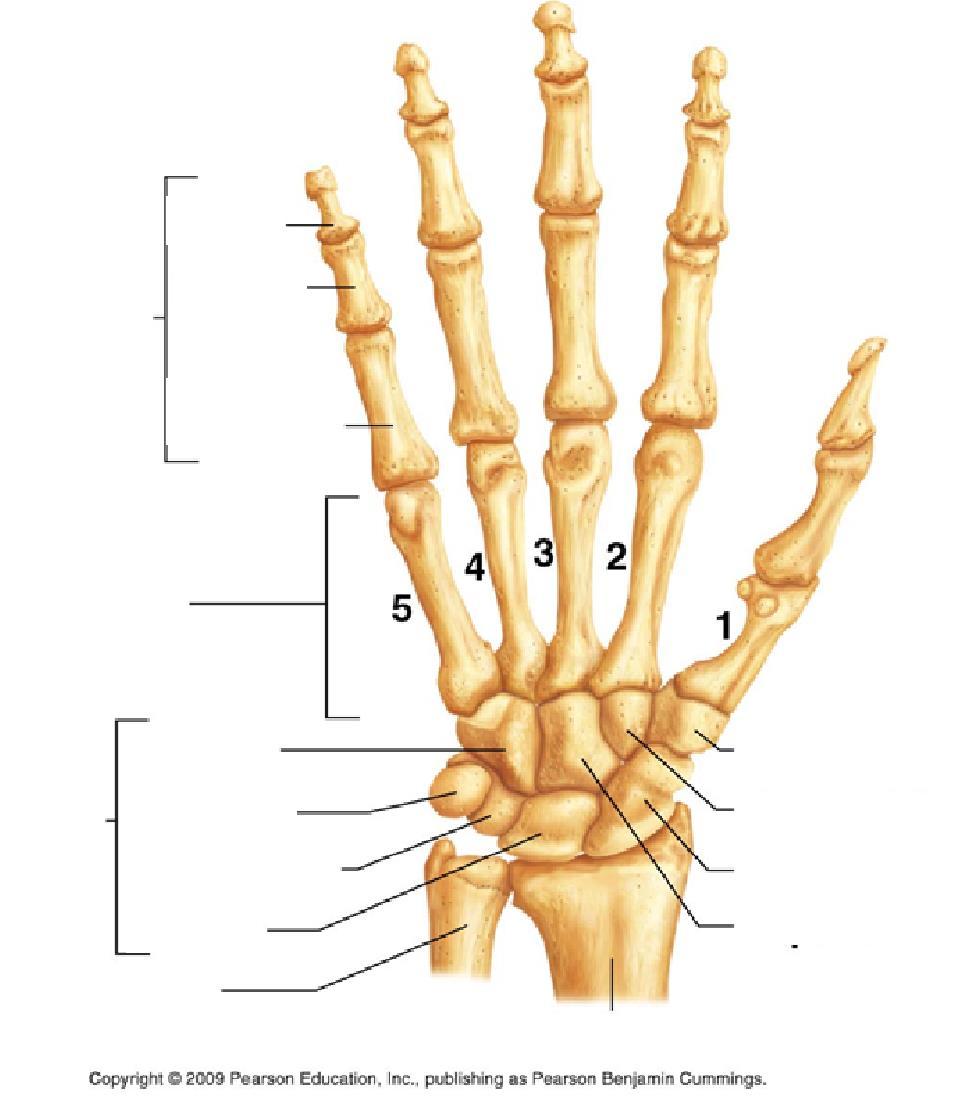 distal Phalanges middle proximal Metacarpals Carpals hamate