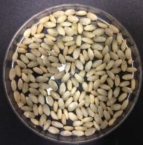 Amylase activated from germination