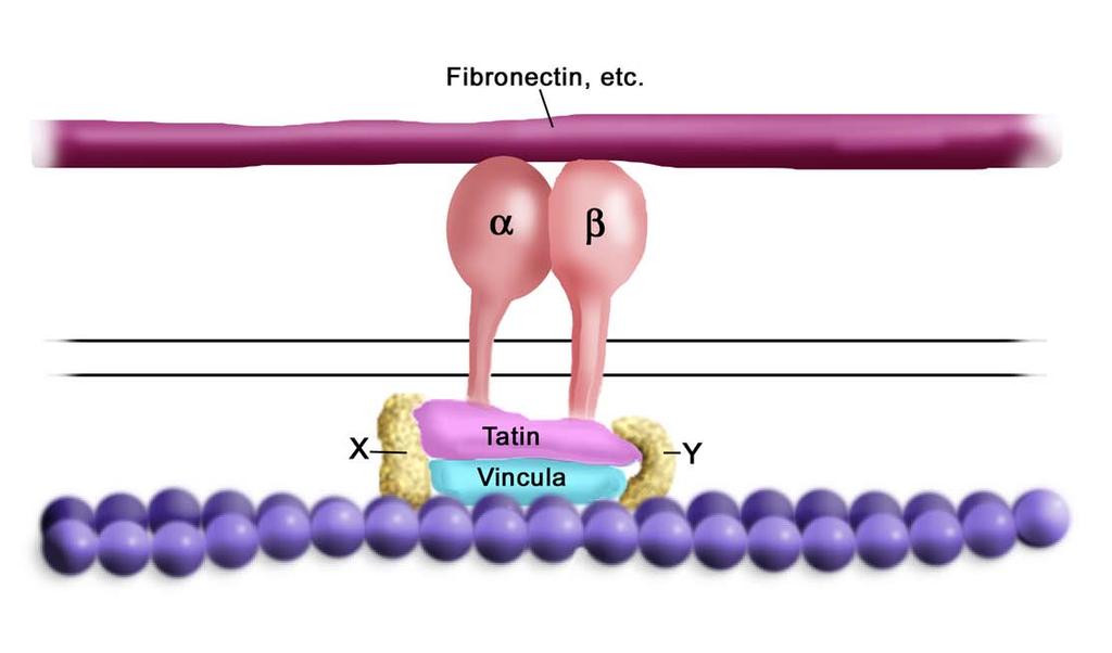 An integrin Μια ιντεγκρινη connects συνδεει the interior το εσωτερικο of the cell (cytoplasm)