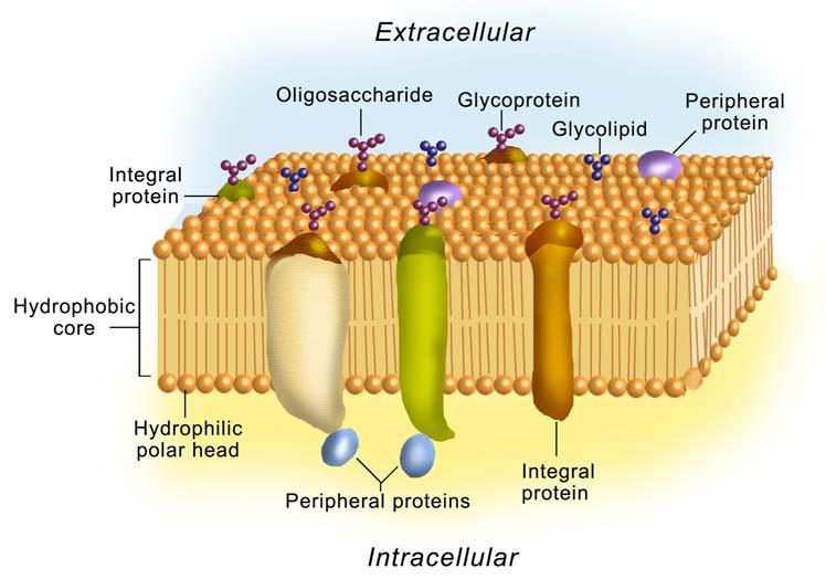 Bilayer structure of cell membrane viewed by electron