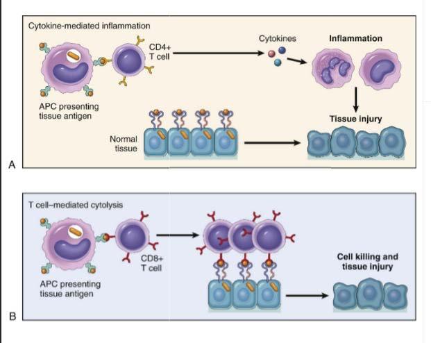 Type IV Hypersensitivity Mechanisms of T cell mediated (type IV) hypersensitivity reactions.