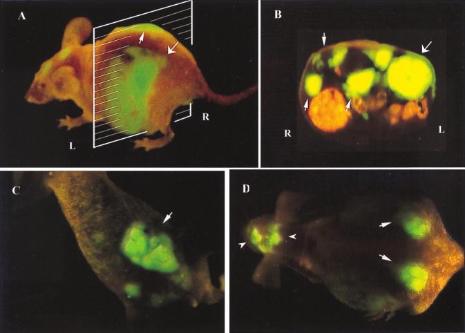 Fig. 5. External and internal images of liver lesions of AC3488-GFP.
