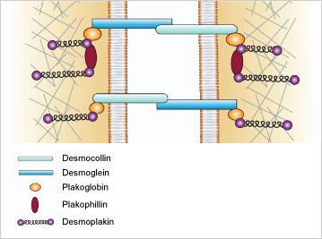 Desmosomes cell adhesion