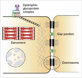cell-cell adhesion Wikipedia