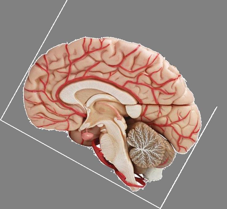 Your 3 Brains NEOCORTEX & CEREBRUM Comprises 80% of the brain.