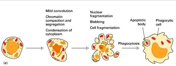 APOPTOSIS ; MORPHOLOGIC CHANGES Early : Chromosome condensation, cell body shrink Later : Membranes