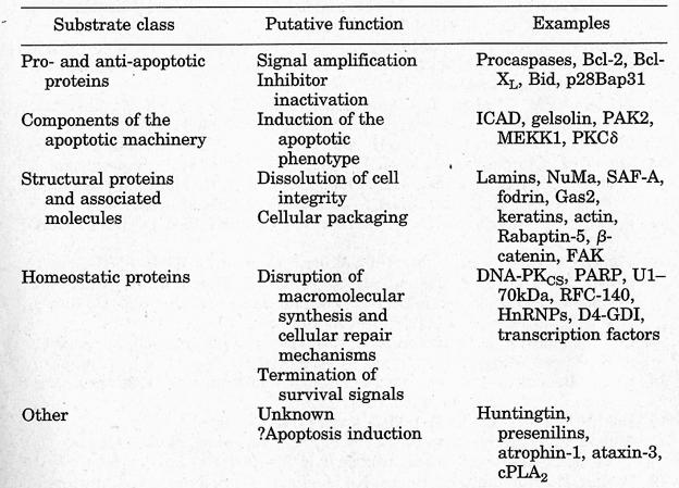 Caspase substrates Proteosome components (Mol Cell 14, 81-93,