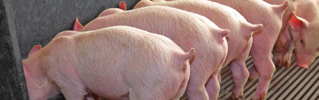Effective Enteric Disese Control Enteric diseses pose costly threts to the swine industry through poor growth, deth loss nd mediction expense.