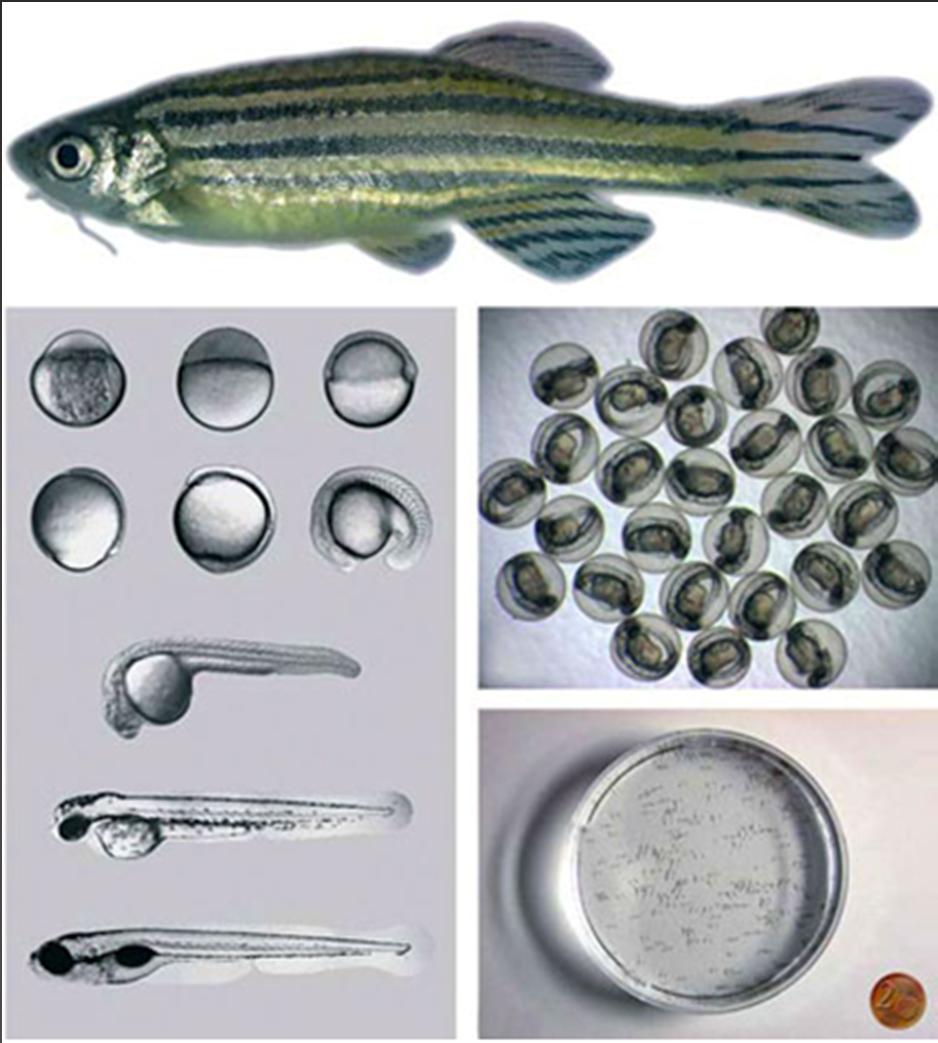 Advantages of zebrafish as an in vivo drug discovery model - Genetic, physiologic and pharmacologic homologies to humans - High fecundity and small size - Fast