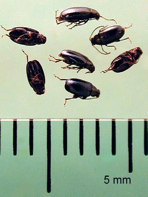Figure 1. Adult crucifer flea beetle. (P.