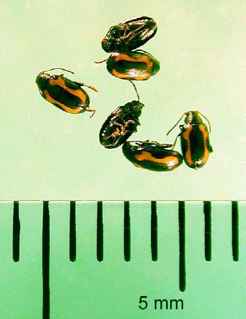 1/32 to 1/8 inch (2 to 3 millimeters [mm]) in length. Flea beetles have enlarged femora (thighs) on their hind legs, which they use to jump quickly when disturbed.
