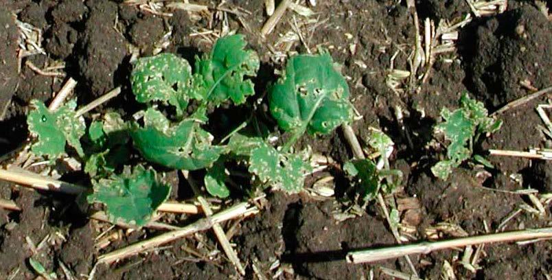 divots or shot-holes with necrosis (Figure 8). Under severe pressure in North Dakota, flea beetles have been recorded as attacking the growing point (meristem tissue), killing the plant.