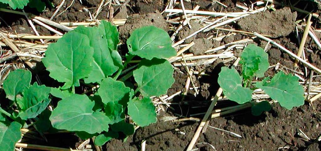 Stand losses may result in having to reseed the field. Less severe infestations may result in stunted plants, uneven stands and maturation, and harvest problems.