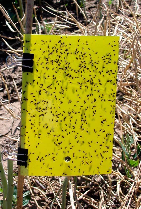 However, early seeded canola coincides with peak flea beetle emergence and often severe feeding activity.