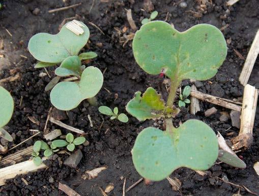 Increased seeding rates also may help reduce flea beetle impact by reducing overall injury per plant with more plants per unit
