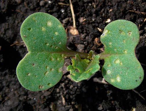 Flea beetles continue to fly actively throughout May and June.