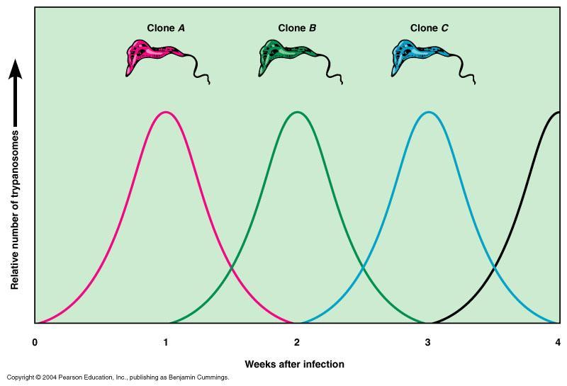 African Sleeping Sickness Infections are characterized by cyclical waves of parasitemia T.