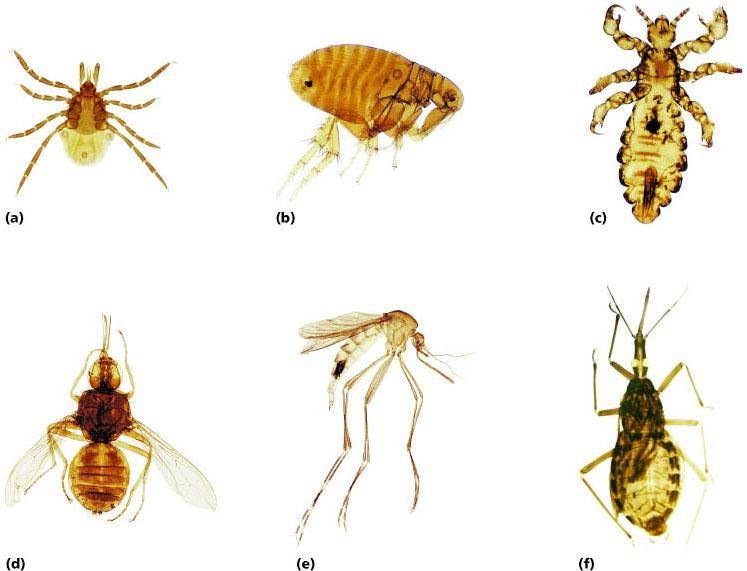 tick flea louse Tsetse fly