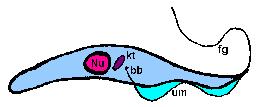 Epimastigote ( Crithidial form) The flagellum exits the cell anterior of nucleus and is connected to the cell body