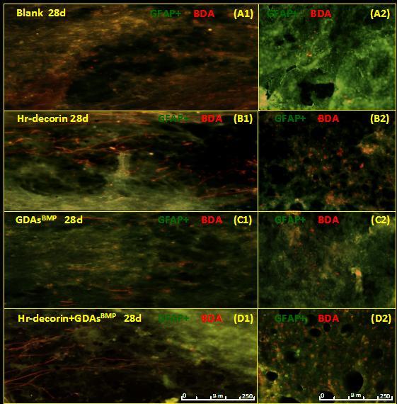 Fluorescence microscopy ( 200) showed the presence of strocytes (fluoresceine isothiocynte, green) nd motor xons (CY3, red)  Longitudinl sections showed tht the cvities of the spinl cord in the blnk