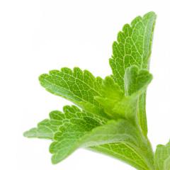 Stevia is a natural sweetener and sugar substitute made from the leaves of the plant species Stevia rebaudiana.