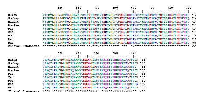 Supplementary Figure 6 cont. Alignment of amino acid DPP4 sequences from different species.