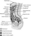 Peritoneum Accessory Organs FromThibodeauGA, Patton KT: Anatomy &physiology, ed 6, St. Louis, 2007, Mosby.