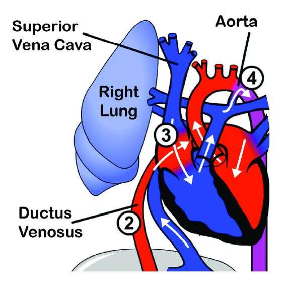 Venous Return Via the SVC SVC blood is at very low oxygen tension (near 20%) It gets preferentially directed across the tricuspid valve and into